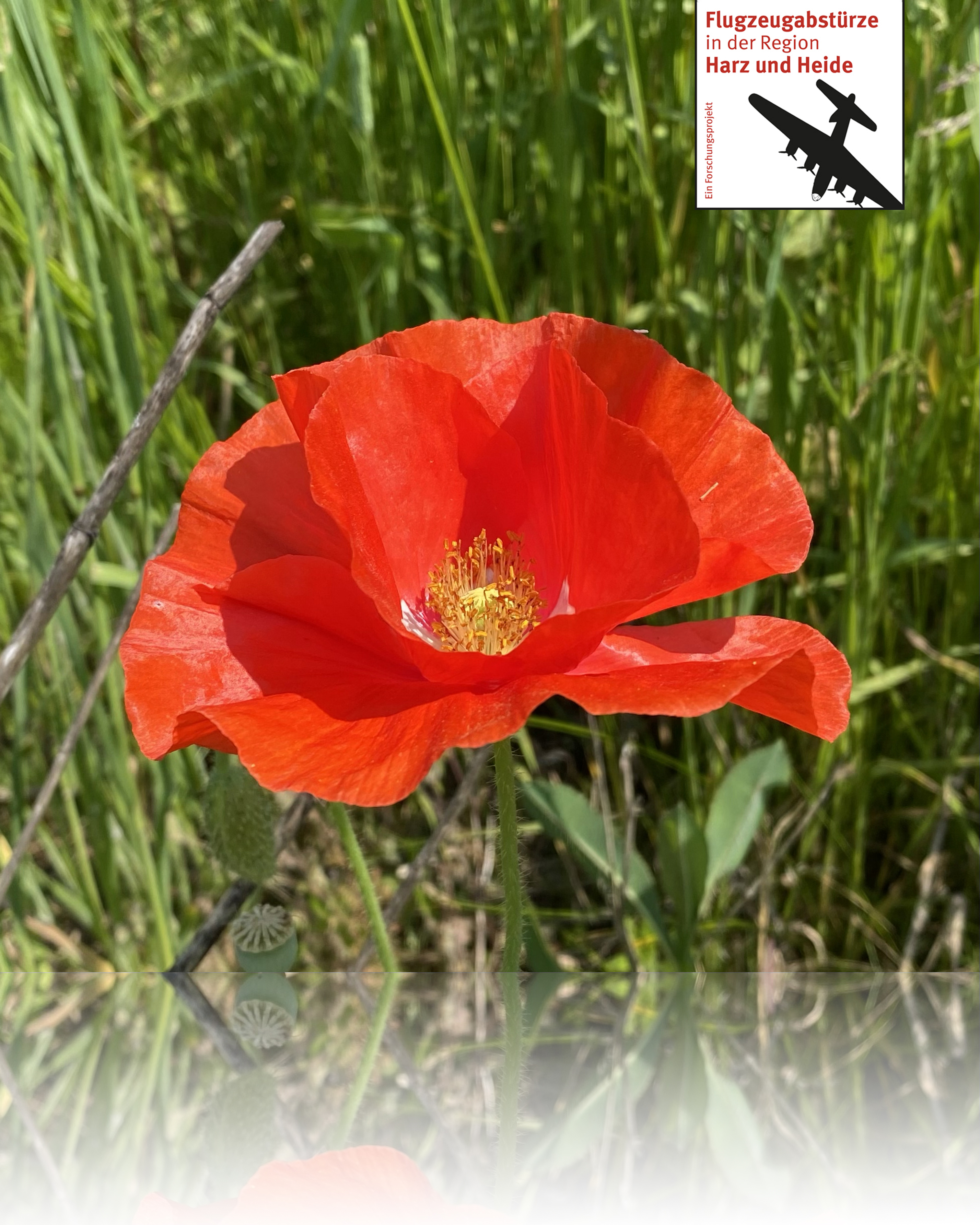 Klatschmohn